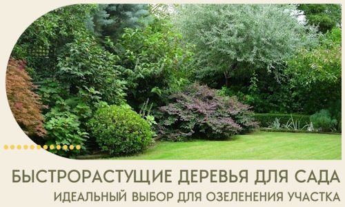 Быстрорастущие деревья для сада идеальный выбор в Челябинске