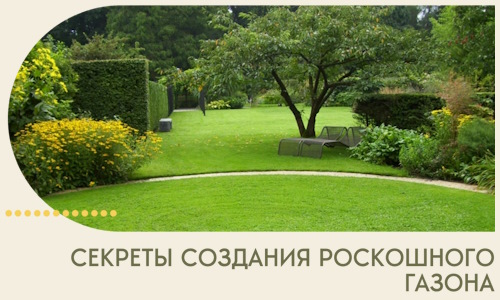 Секреты создания роскошного газона в Челябинске